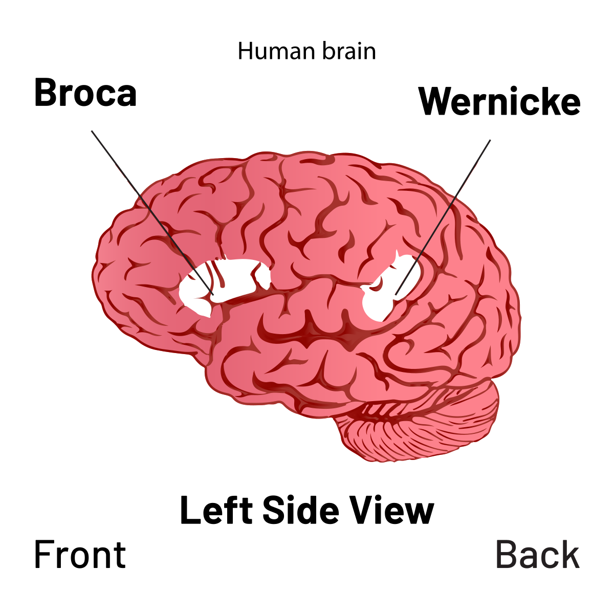 Diagram of the left hemisphere of the human brain showing Broca's area in the inferior frontal gyrus and Wernicke's area in the posterior superior temporal gyrus, with the arcuate fasciculus connecting them.