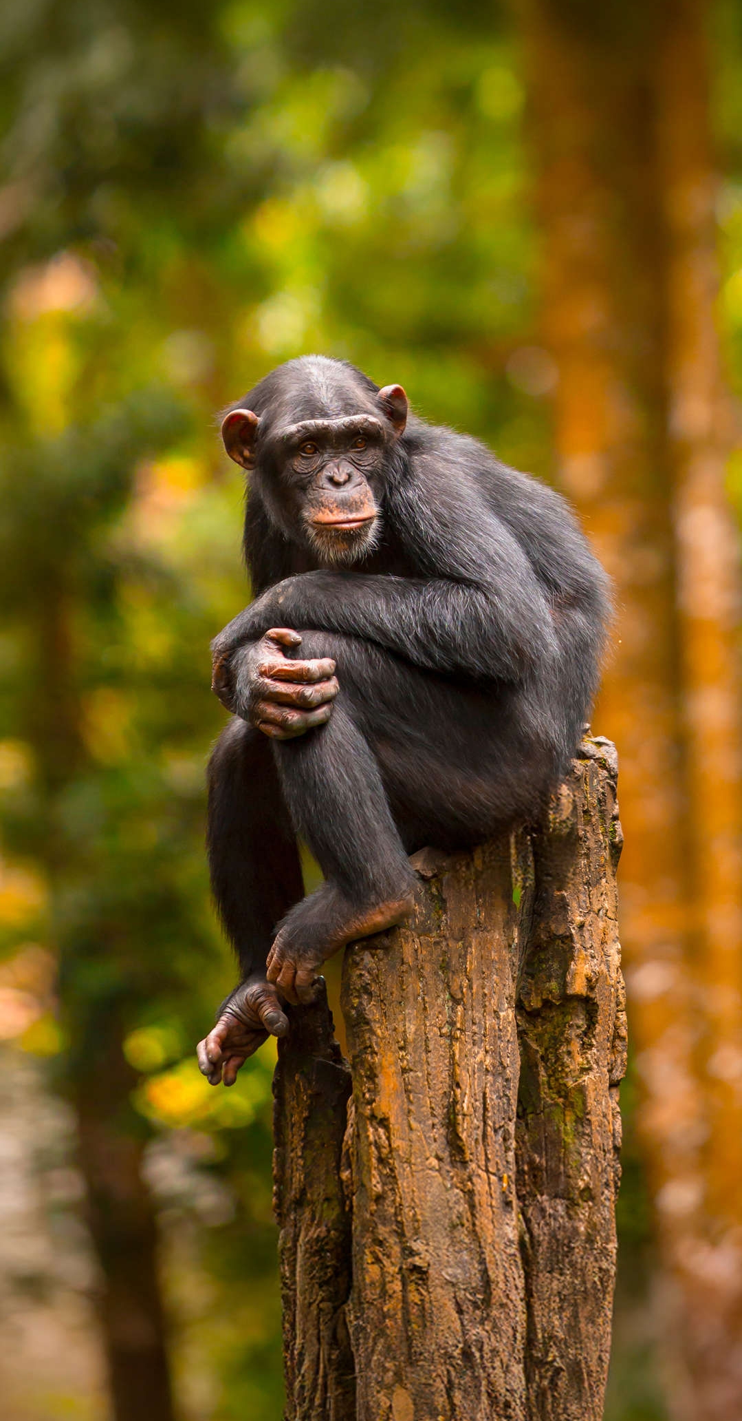 A chimpanzee in a contemplative posture, illustrating the social intelligence that De Waal documented in coalition politics at Arnhem Zoo.