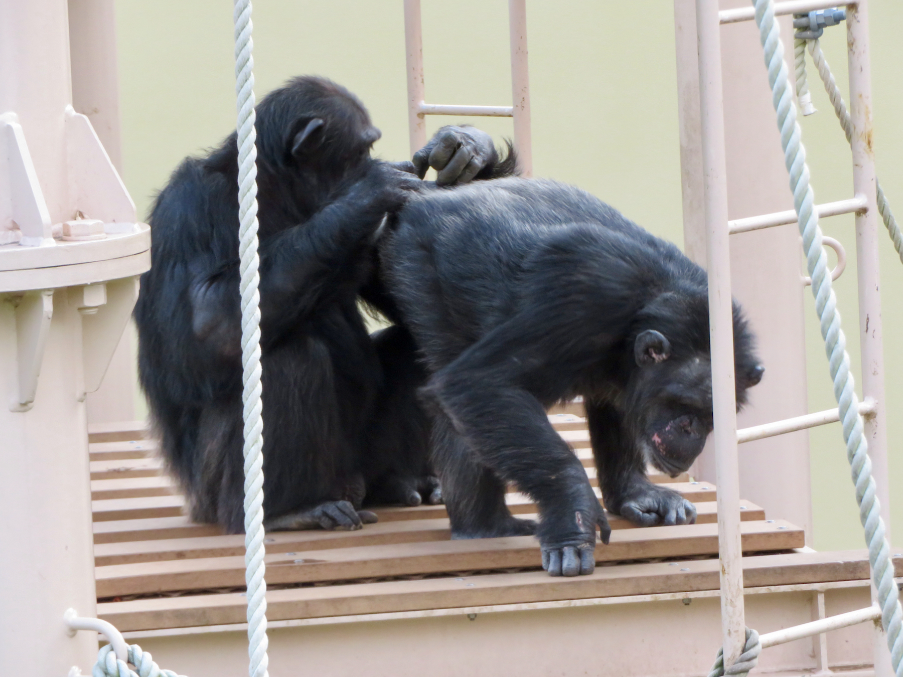 Two chimpanzees grooming each other, illustrating the social bonding mechanism that language replaced at larger group sizes.