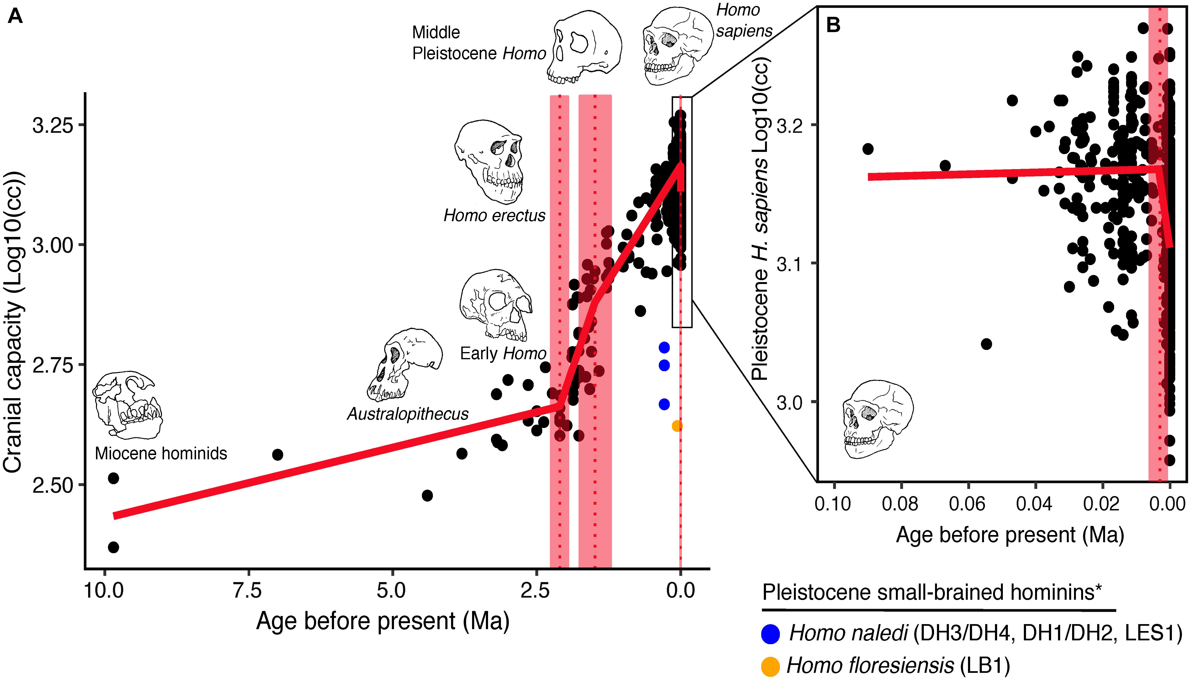 A line chart showing hominin brain size in cubic centimetres from roughly 3.5 million years ago to the present, with a steep rise beginning around 500,000 years ago.