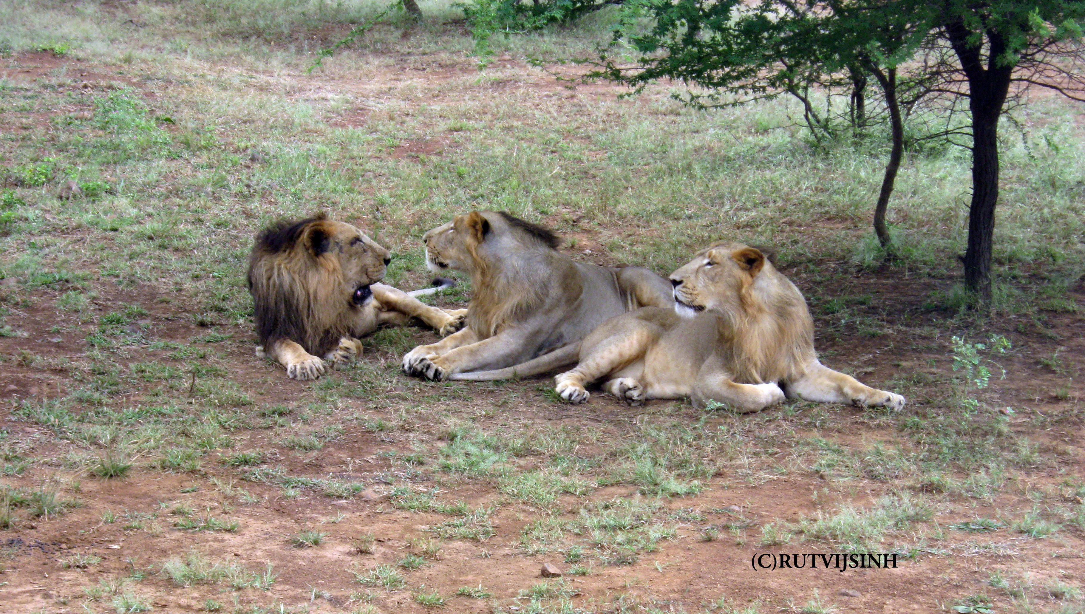 An Asiatic lion pride resting together, illustrating the social coordination of cooperative hunters.