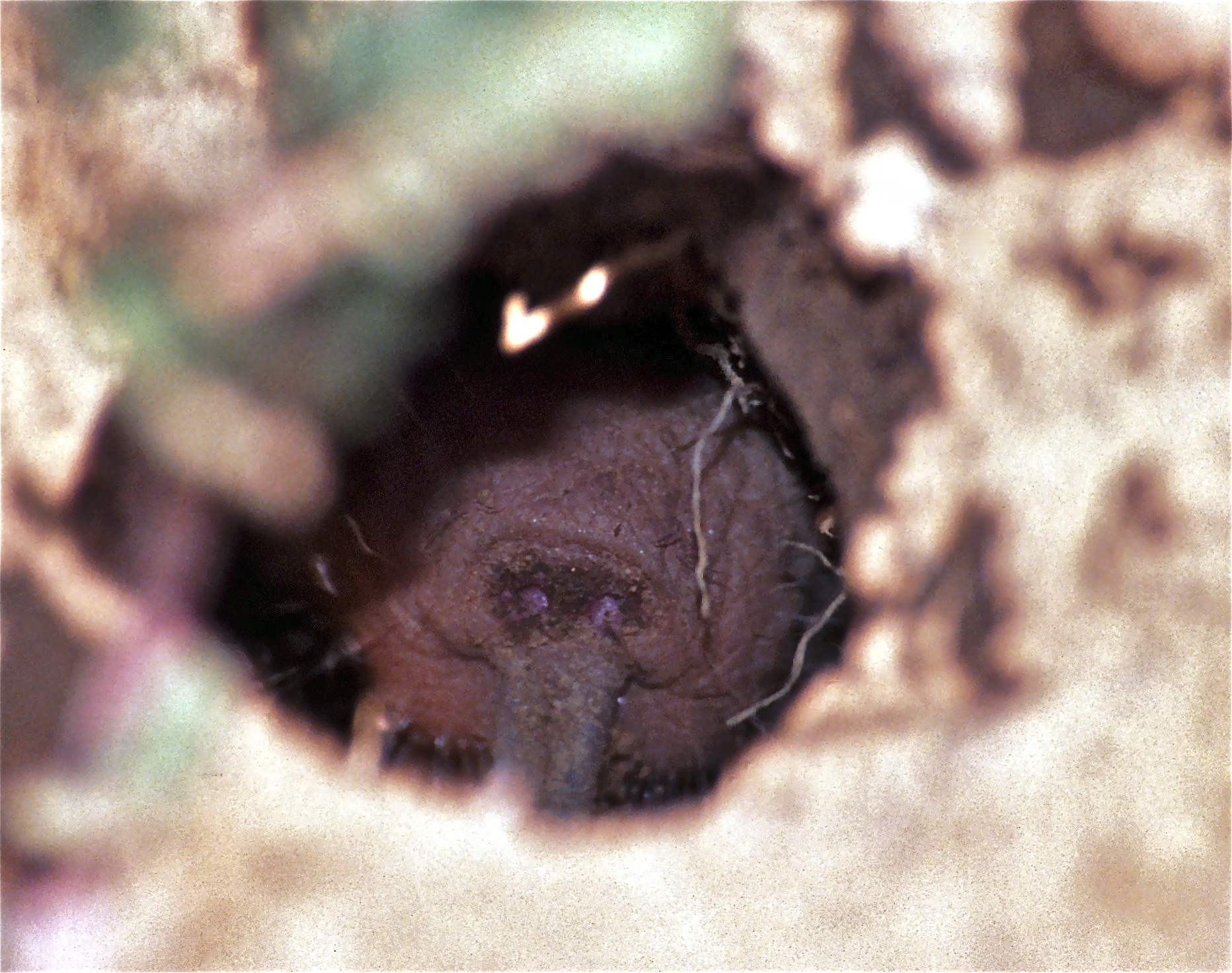 A naked mole rat, a wrinkled, nearly hairless mammal, the first confirmed eusocial mammal species.