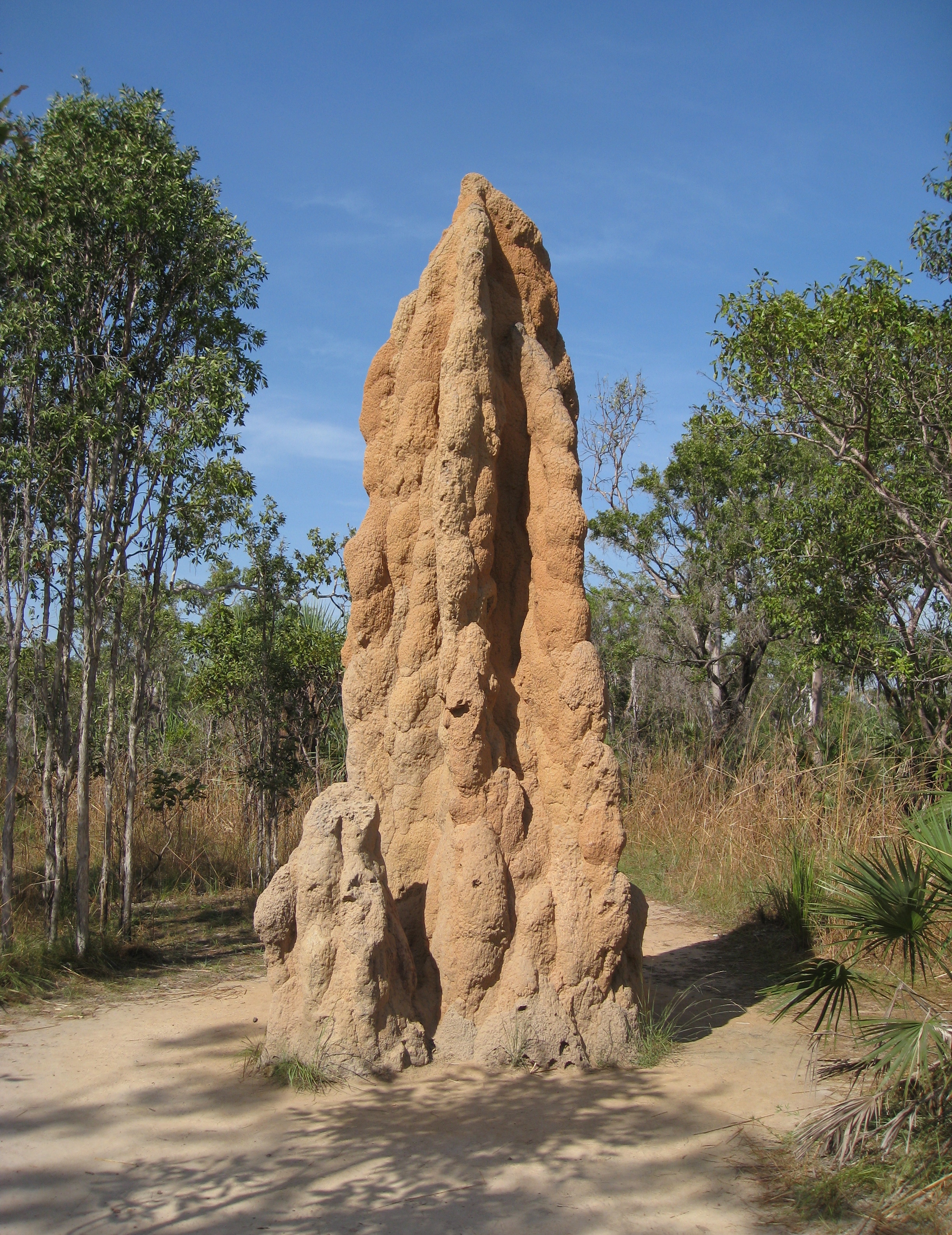 A tall cathedral termite mound in Litchfield National Park, Australia, illustrating the scale of structure achieved through emergent collective behaviour with no central planner.